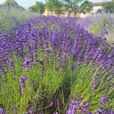 lavanda vera sophia 240x240
